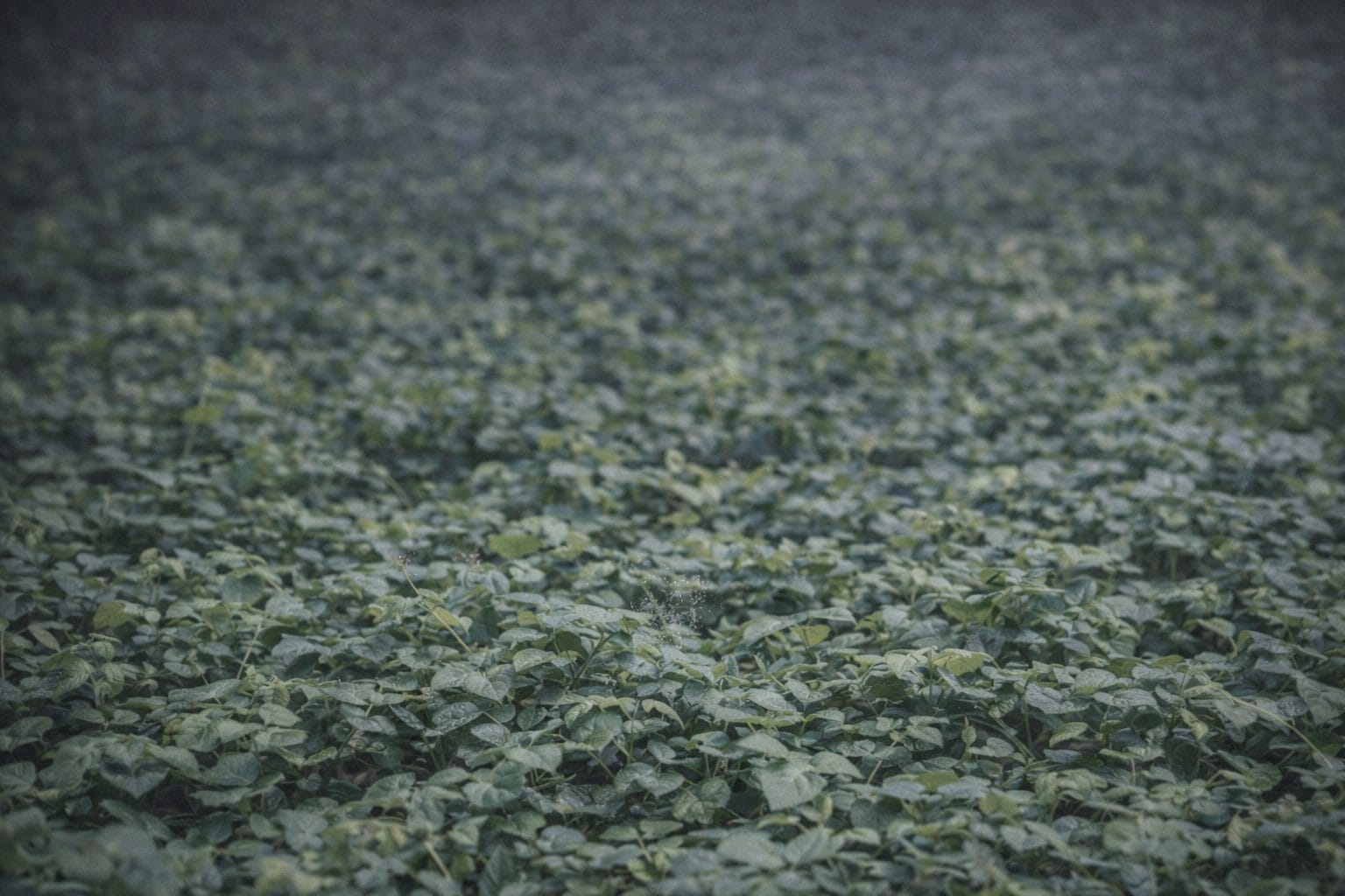 5 Must‑Have Accessories for Canopy and Leaf Area Instruments