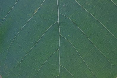 7 Funding Agencies That Require Leaf Area or LAI Data in Proposals