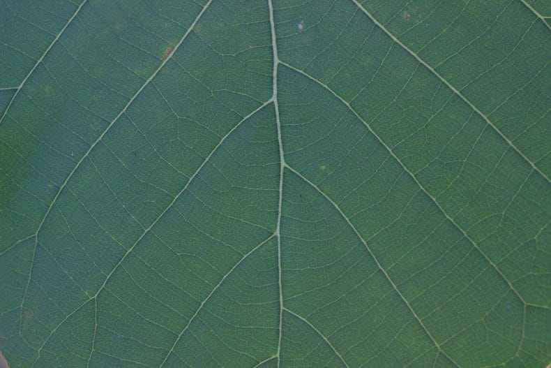 7 Funding Agencies That Require Leaf Area or LAI Data in Proposals