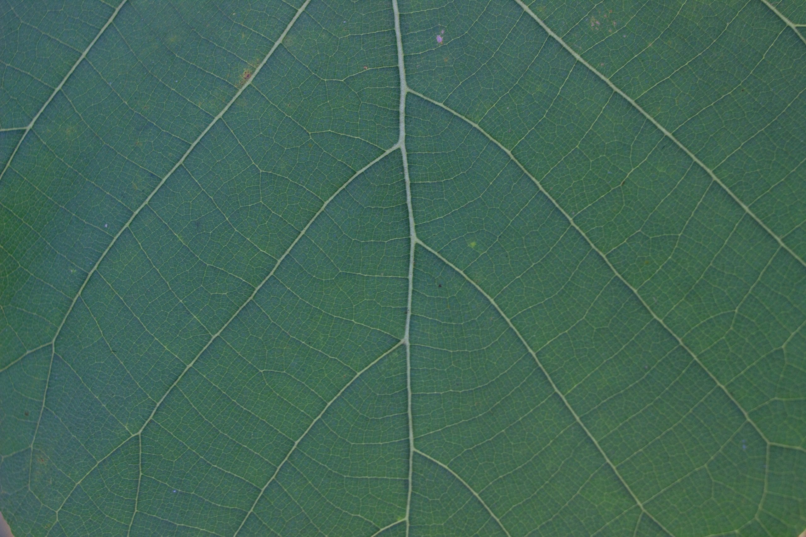7 Funding Agencies That Require Leaf Area or LAI Data in Proposals
