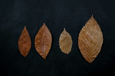 7 Spectral Leaf Metrics You Should Know (and their instrument requirements)