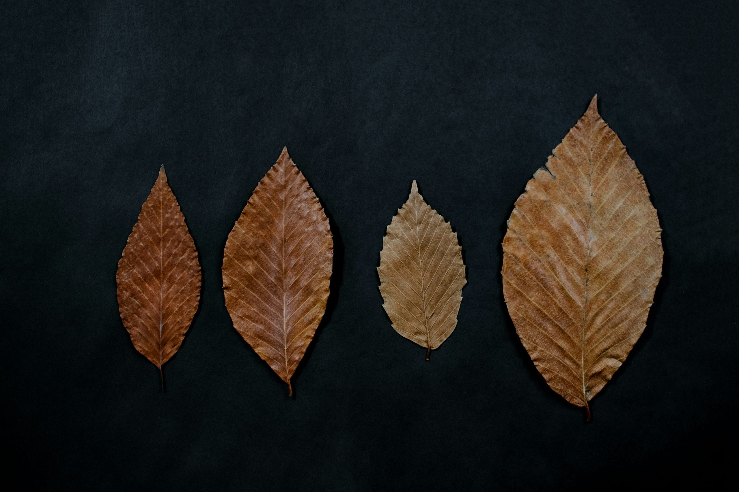 7 Spectral Leaf Metrics You Should Know (and their instrument requirements)