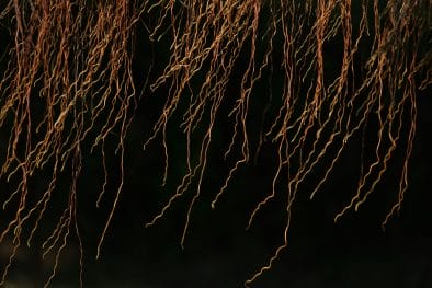 8 Reasons Root Imaging Tech is Gaining Importance in Plant Science