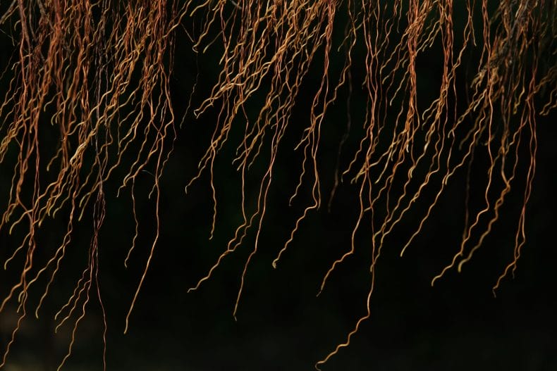8 Reasons Root Imaging Tech is Gaining Importance in Plant Science