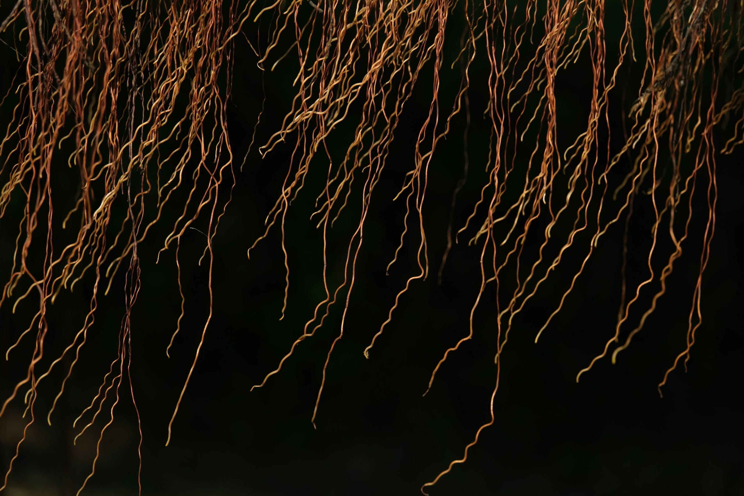 8 Reasons Root Imaging Tech is Gaining Importance in Plant Science