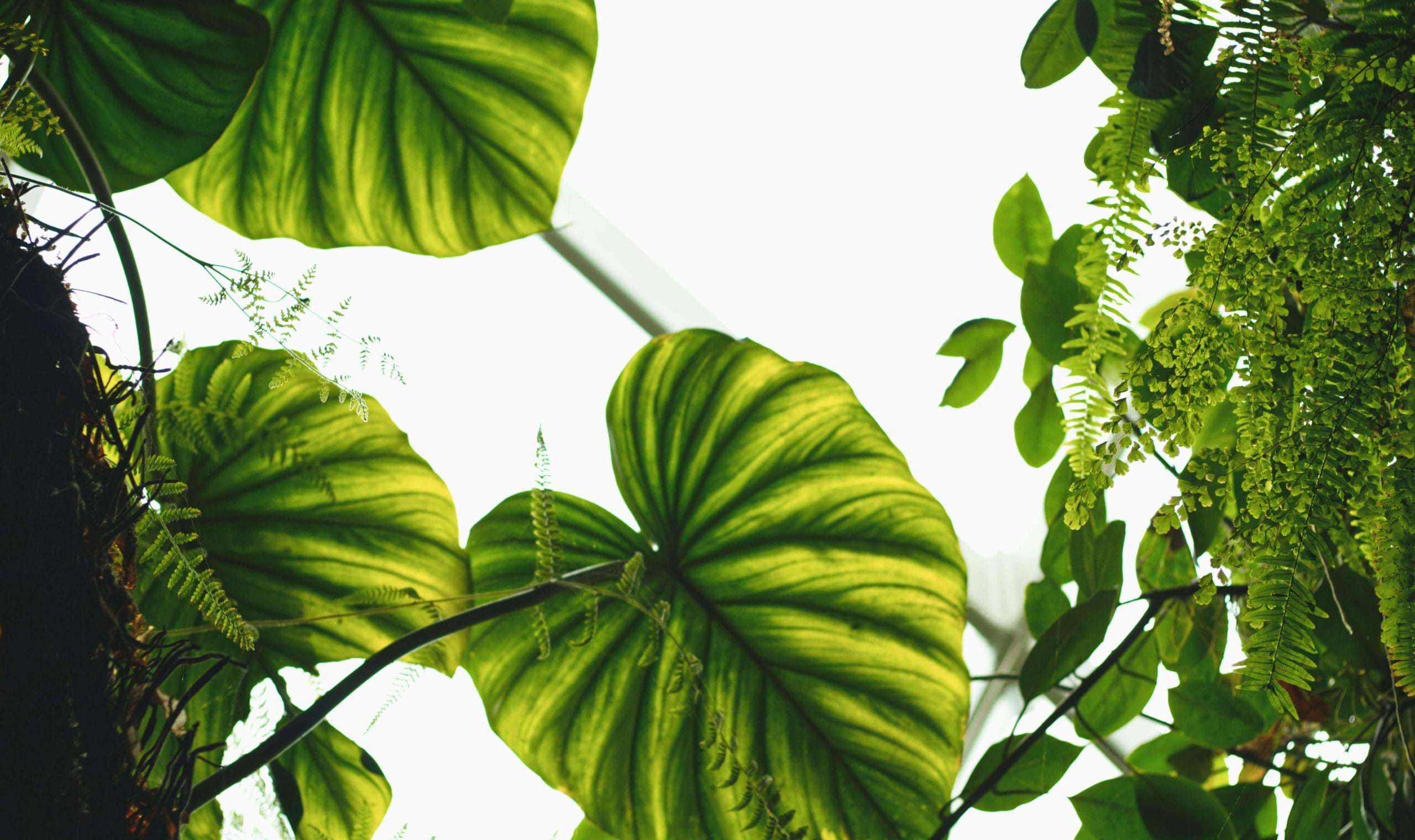 What Happens If My Canopy Profiles Change Mid‑Season