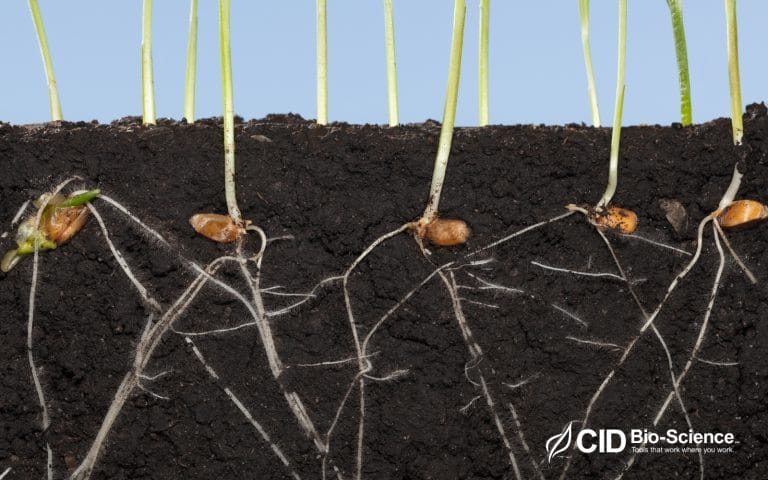 How Does Root Production and Mortality Change with Climate Change?