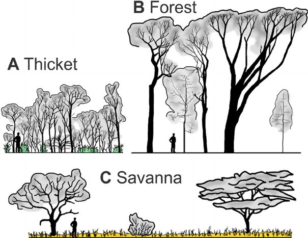 The Forest Canopy Structure Roles Measurement Tools For Applied Plant Science Cid Inc Com