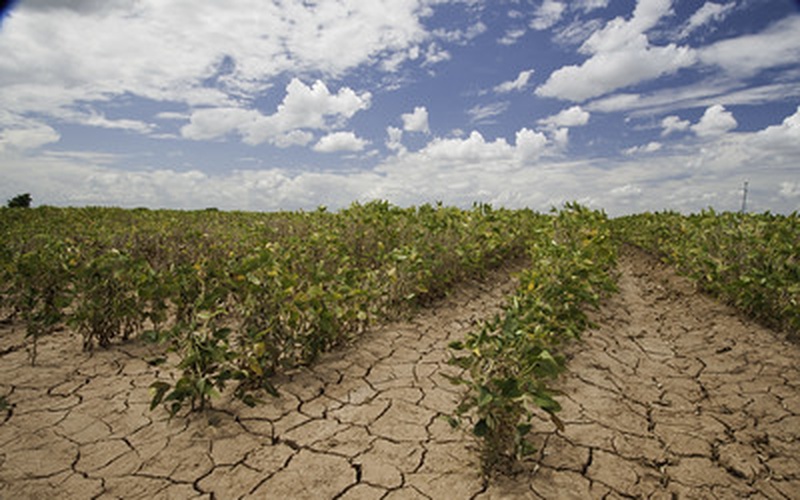 adapting-production-to-drought-tools-for-applied-plant-science-cid