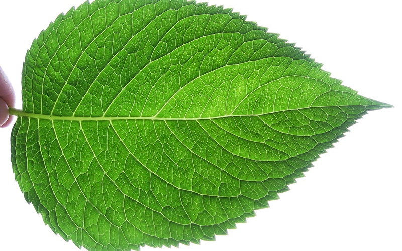 Leaf Area - How & Why Measuring Leaf Area is Vital to ...