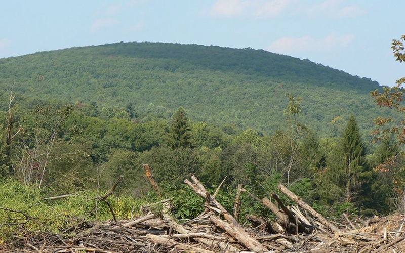 Intro to Precision Forestry Tools for Applied Plant Science