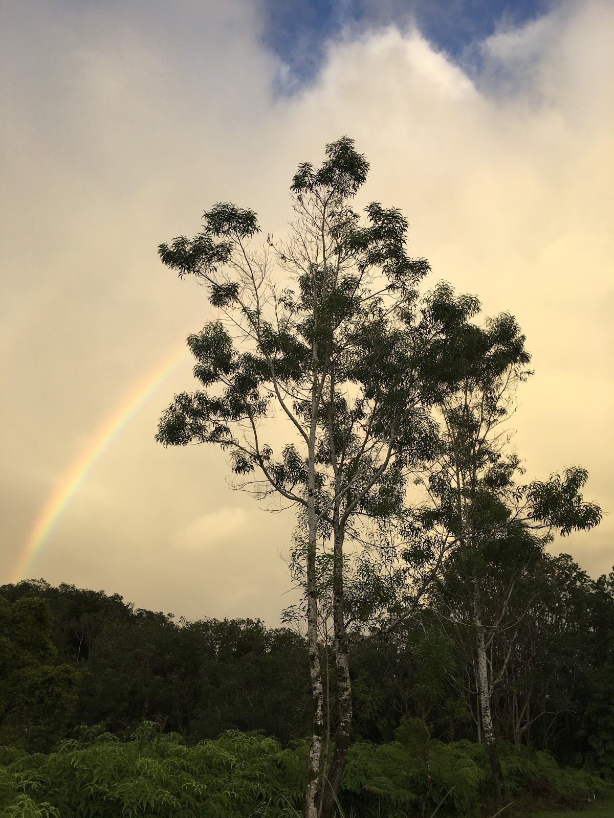 The Ryers are using the CI-600 In-Situ Root Imager and CI-340 Handheld Photosynthesis System to track the growth of Koa trees they have planted in an effort to reforest their property.