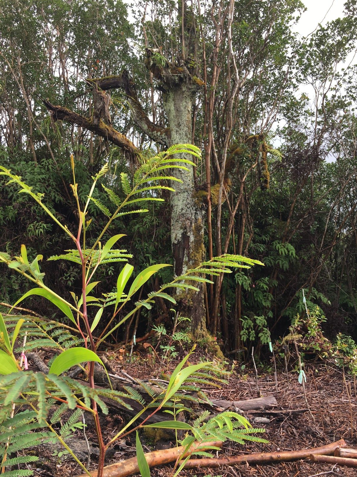 Over the course of their project, they have had to work hard to keep their little Koa trees alive. 