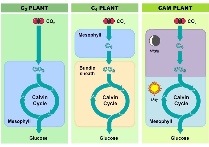 c3 and c4 plants