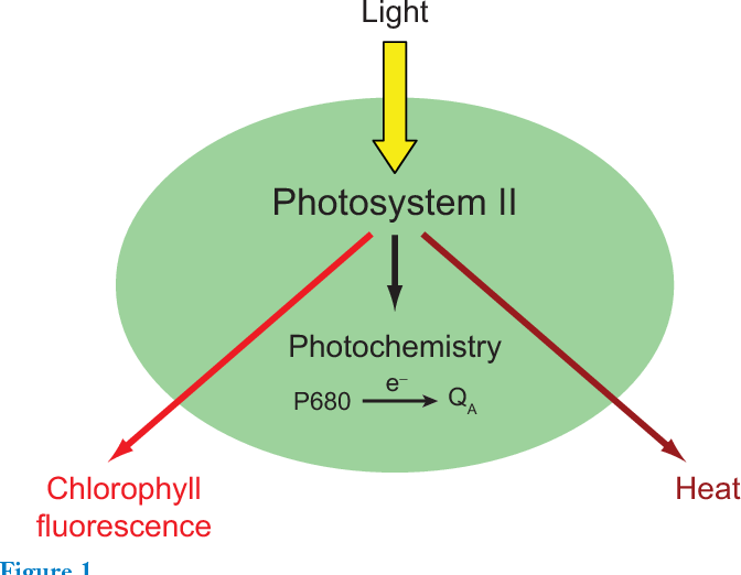 chlorophyll-fluorescence-detects-water-stress-cid-bio-science