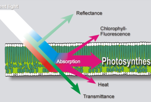 Chlorophyll Fluorescence