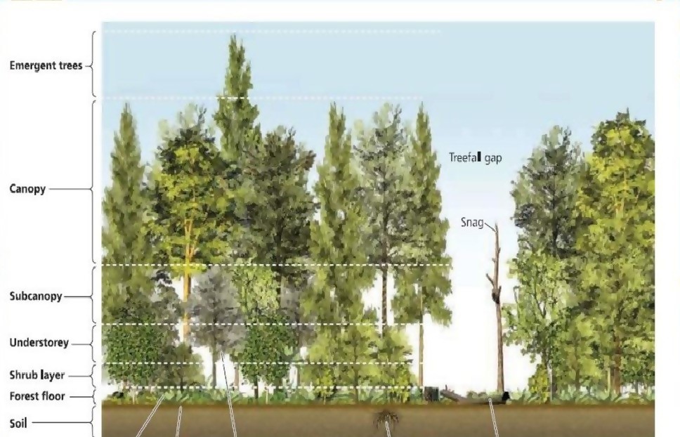 Forest types under the study. a Site 1; b Site 2; c Site 3; d Site 4; e