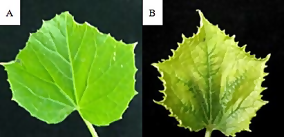 leaf area measurement and carotenoid