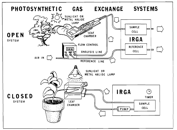 photosynthesis analysis