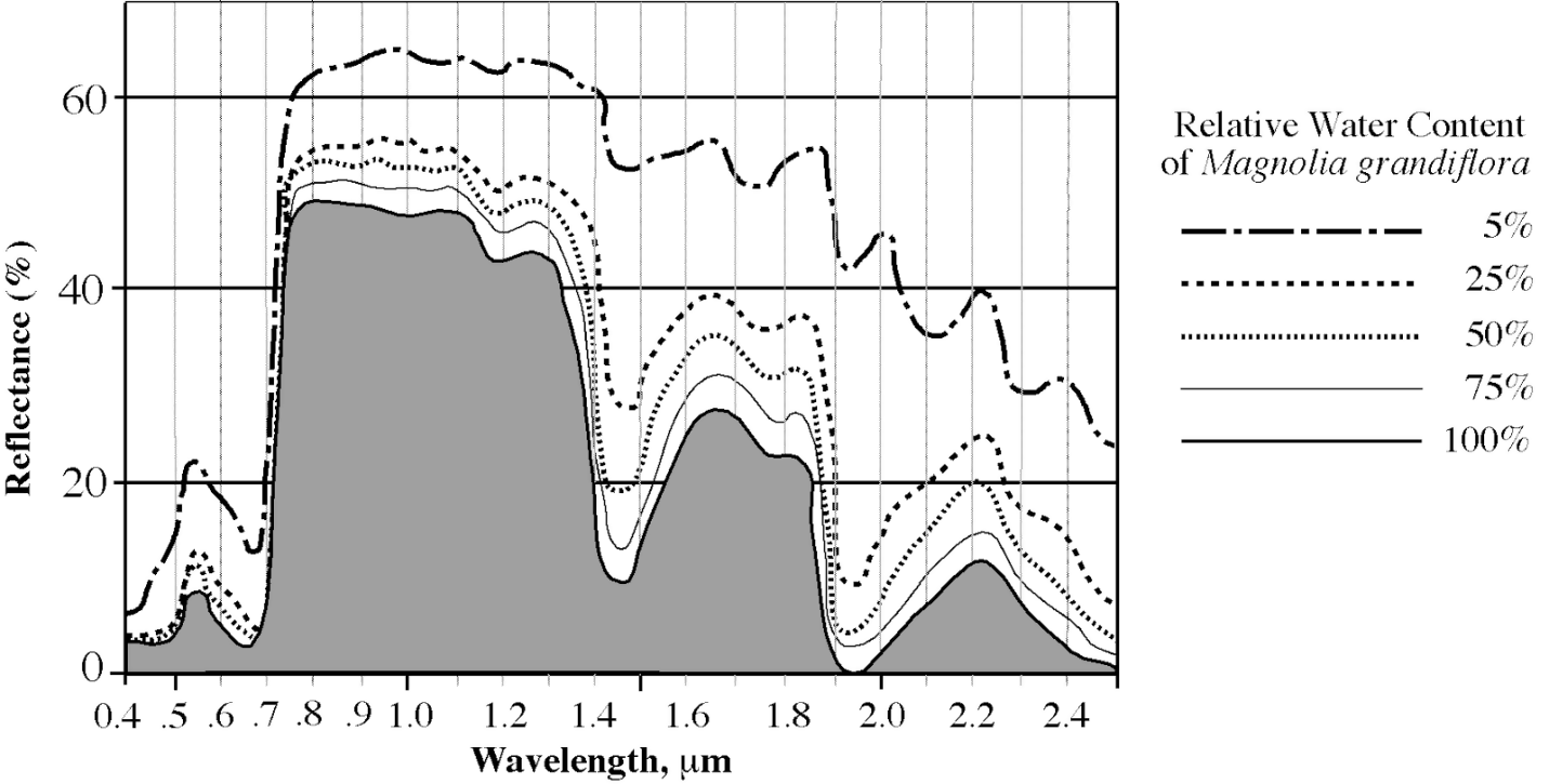 reflectance and water content