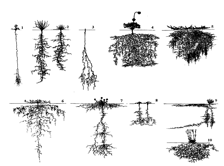 root architecture