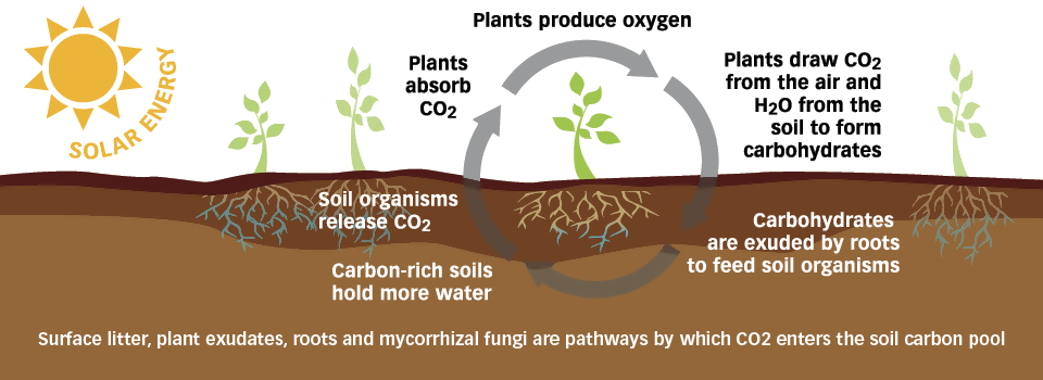 Plants die if you not water them. Soil Carbon. Soil Organic Carbon. Soil for Plants. Soil formation.