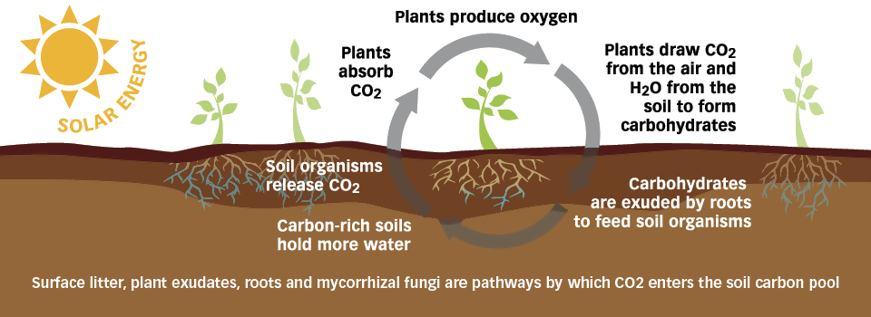 How activated carbon could get toxins out of soil - Futurity