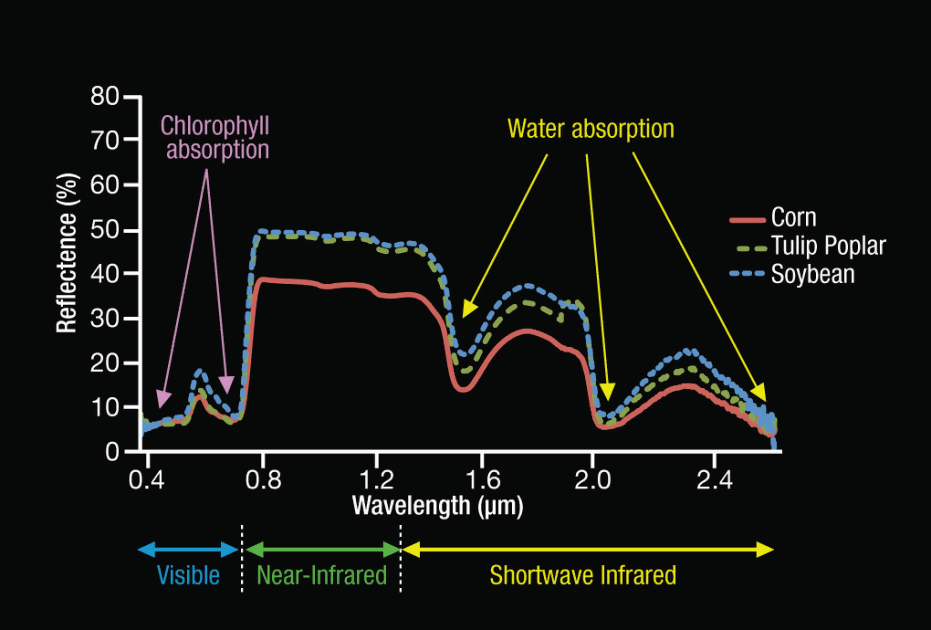 spectroscopy and chlorophyll