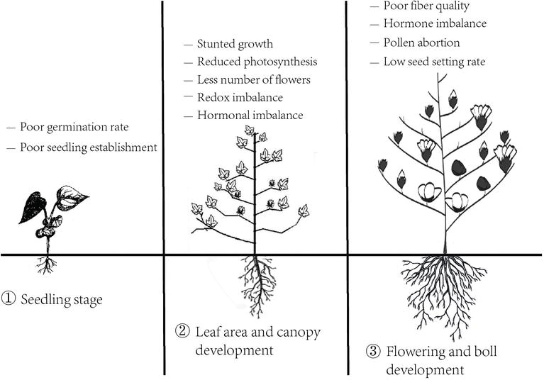 How Temperature Affects Plant Growth