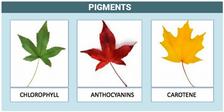 three pigments